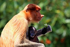 Proboscis monkey (Nasalis larvatus) female and baby