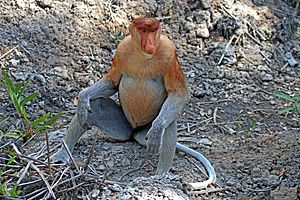 Proboscis monkey (Nasalis larvatus) male Labuk Bay.jpg