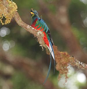 Resplendent Quetzal (Pharomachrus mocinno) (5772514472)