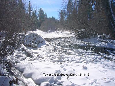 Taylor Creek Beaver Dam, 12-11-13