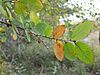 Ulmus crassifolia leaves.jpeg