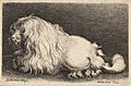 Wenceslas Hollar - A poodle, after Matham