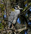 Yellow-crowned Night Heron - St Johns River