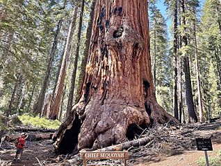 Chief Sequoyah Tree, Sequoia National Park (July 2023)