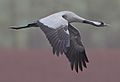 Flickr - Rainbirder - Eurasian Crane (Grus grus) (cropped)