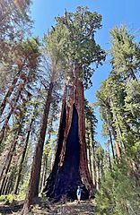 Franklin Sequoia Tree in Sequoia National Park (distance) July 2023