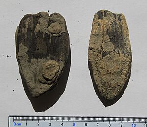 Nypa sp. fruits, Arecaceae, London Clay pyrite fossils, by Omar Hoftun