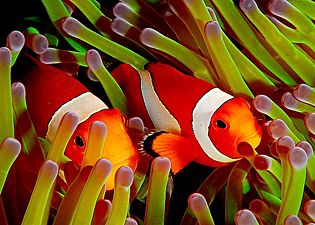 Ocellaris clownfish, Flickr