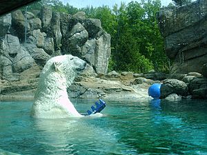 Polar bear Environmental enrichment