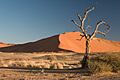 Thorn Tree Sossusvlei Namib Desert Namibia Luca Galuzzi 2004a