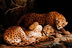 Two Leopards by George Stubbs, c. 1776