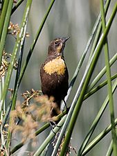 Yellow-headed Blackbird - female