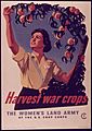 "Harvest War Crops, The Women's Land Army" - NARA - 514440