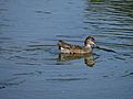 (Photographed by David Adam Kess, Green Cay Nature Center and Wetlands, a duck in the water, 1o2