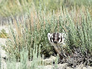 American Badger on Seedskadee National Wildlife Refuge (28250885435)