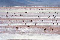 Andean Flamingos Laguna Colorada Bolivia Luca Galuzzi 2006