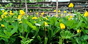 Arachis pintoi plant with flower.jpg