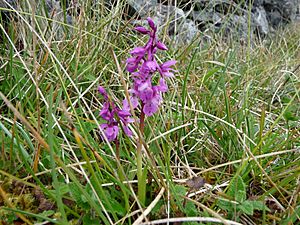 Burren Flora 24 Early Purple Orchid (3585561235)
