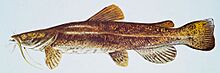 Flathead catfish.jpg