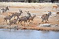 Fleeing Kudu at Etosha, Namibia