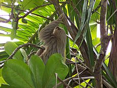Hoffman's two-toed sloth 2