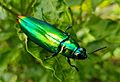 Jewel beetle (Chrysochroa fulminans), Mindanao, Philippines 08