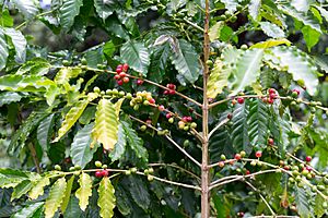 Kona Coffee fruits(2)