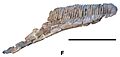 Koutalisaurus