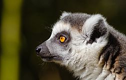 Ring-tailed lemur profile