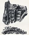 Scelidosaurus sacrum