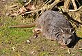 Tamarwallaby