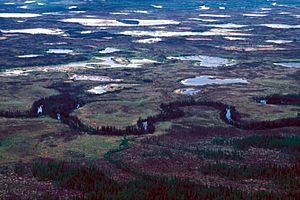 Treeless bogs interspersed with spruce