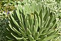 Agave victoriae-reginae Plant 3000px