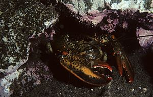 American lobster, Homarus americanus in Newfoundland, Canada (21184223265)