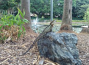 Basking Australian water dragon in City Botanic Gardens Brisbane Australia