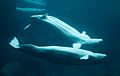Beluga or white whale, Delphinapterus leucas courtship (6182461448)