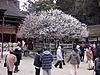 Dazaifu Tenmangu Plum Tree 2004-03-07.jpg