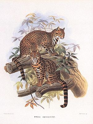 Geoffroy's Cat (1883i) by Daniel Giraud Elliot