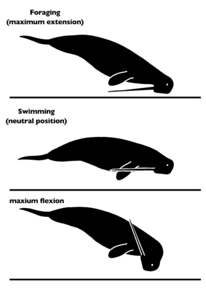 Odobenocetops range of motion