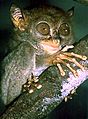 Philippine sarangani tarsier