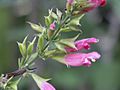 Salvia karwinskii (Scott Zona) 001