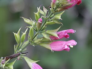 Salvia karwinskii (Scott Zona) 001.jpg