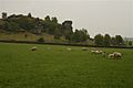 Sheep, Maud's Farm - geograph.org.uk - 440512