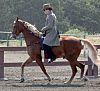 Tennessee Walking Horse4