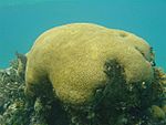 Underwater image of a green stone like object with patterns on the surface resembling a brain.