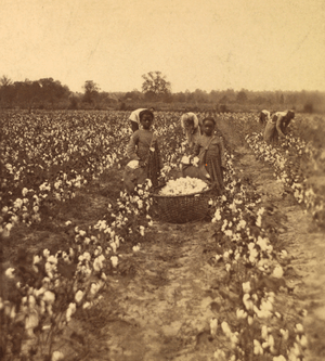 Cotton field, by J. A. Palmer 9