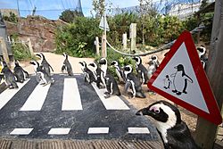 LC Penguin crossing.jpg