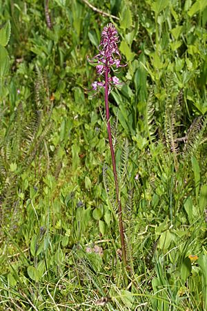 Pedicularis groenlandica 9839.JPG