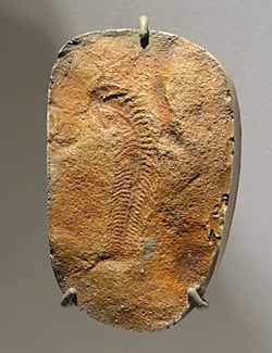 Spriggina, Ediacaran metazoan, Vendian, Ediacara Hills, south Australia - Houston Museum of Natural Science - DSC01385