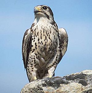 USGS Prairie Falcon